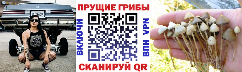 купить наркотик  Пучеж  Псилоцибиновые грибы Magic Shrooms 